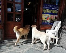IMG_20191118_170144 18/11/2019 - A la sortie de presque tous les supermarchés des chiens errants - mais très smarts et discrets - mendient gentillement de la nourriture. Les...